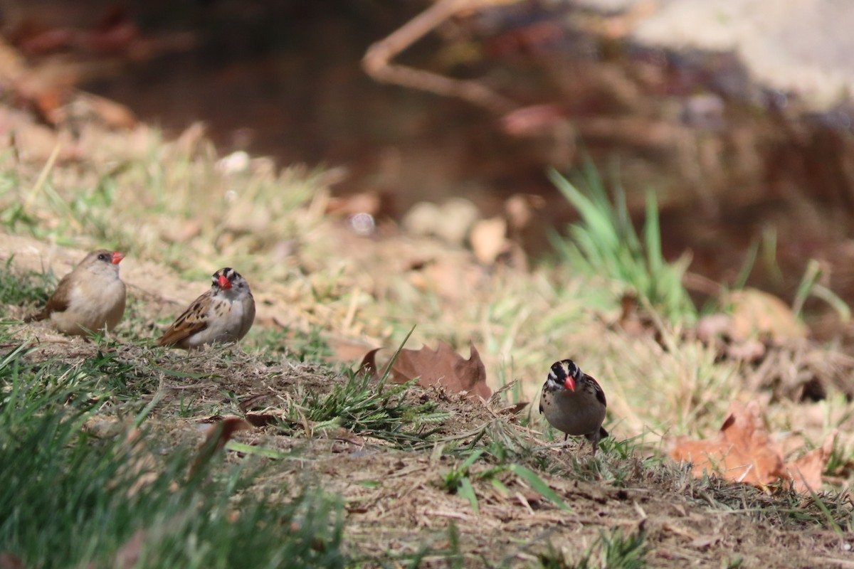 Pin-tailed Whydah - ML624576980