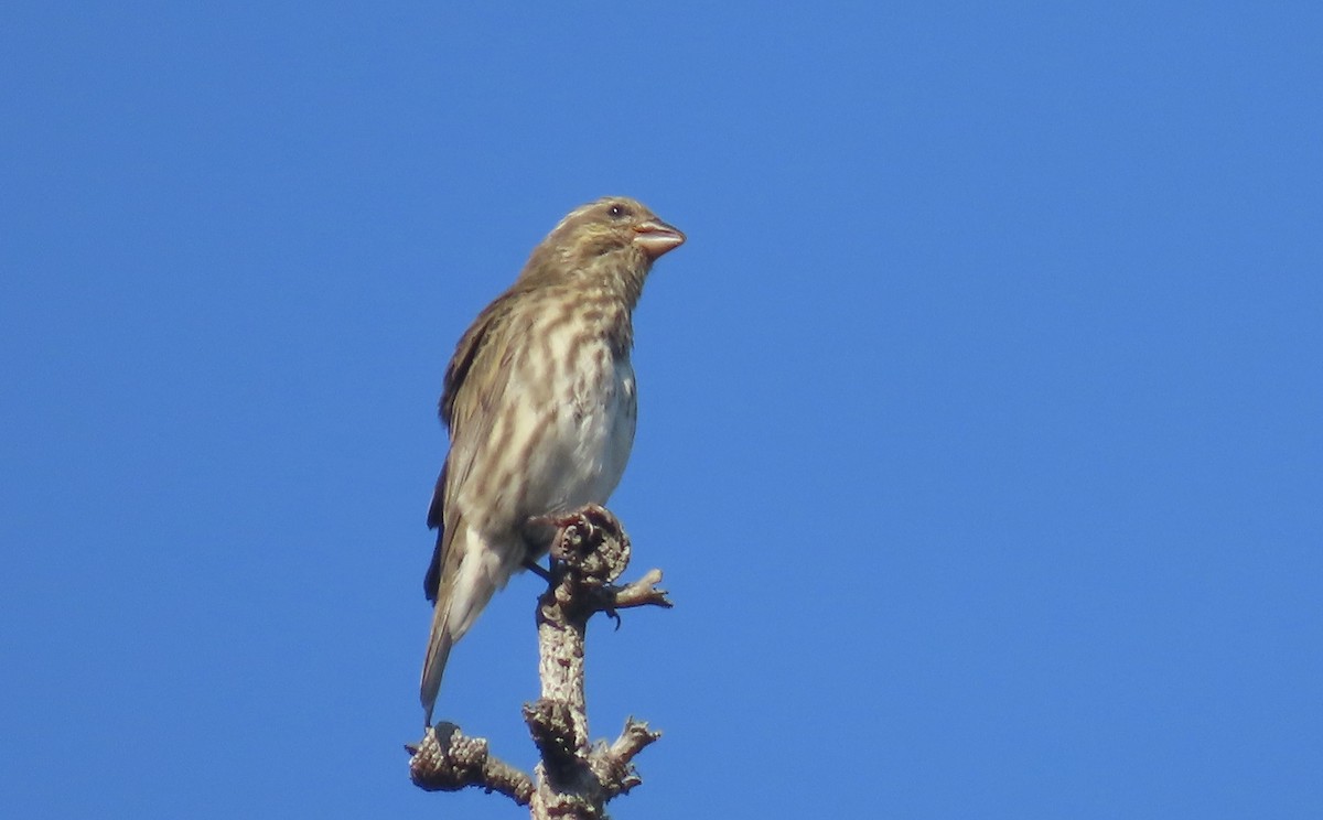 Purple Finch - ML624576981