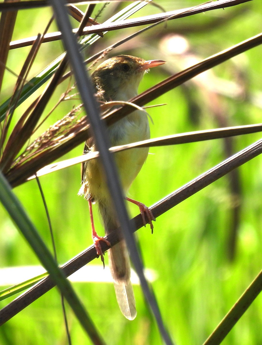 Plain Prinia - ML624576983