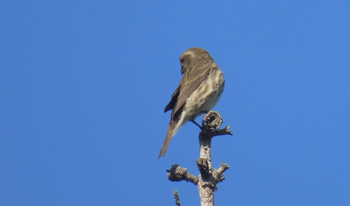 Purple Finch - ML624576984