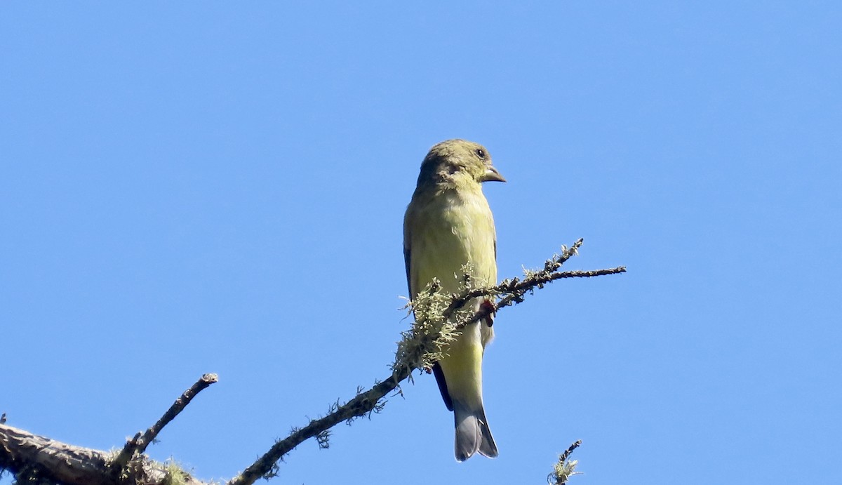 Lesser Goldfinch - ML624576985