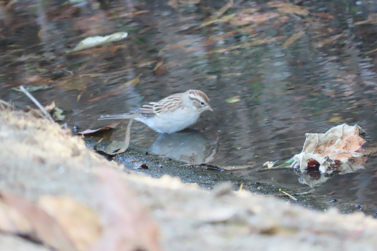 Chipping Sparrow - ML624576986