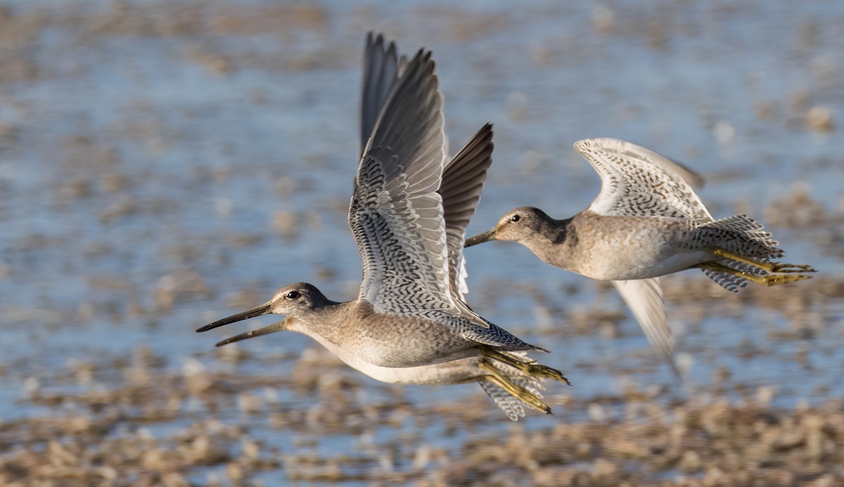 Long-billed Dowitcher - ML624576989