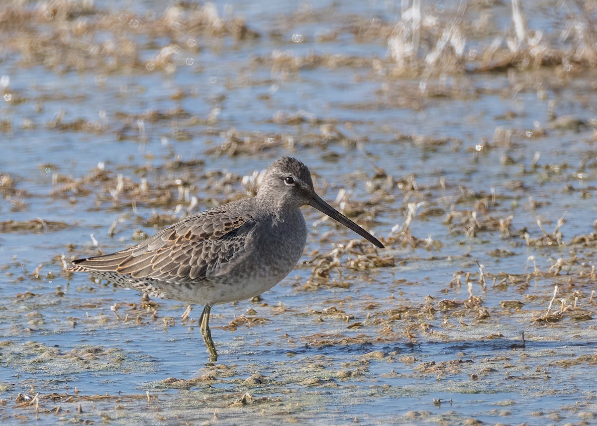 Long-billed Dowitcher - ML624576991