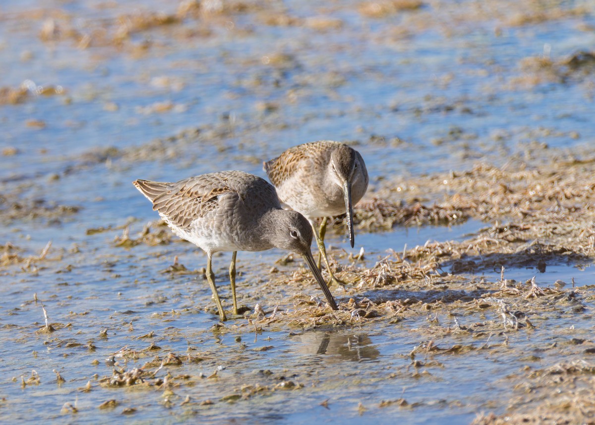 Long-billed Dowitcher - ML624576992