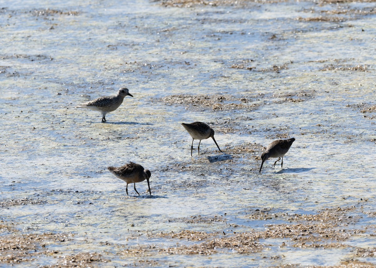 Long-billed Dowitcher - ML624576993