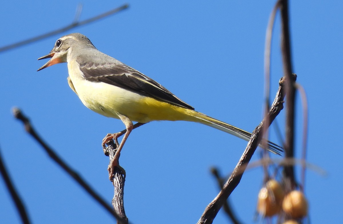 Gray Wagtail - ML624576994