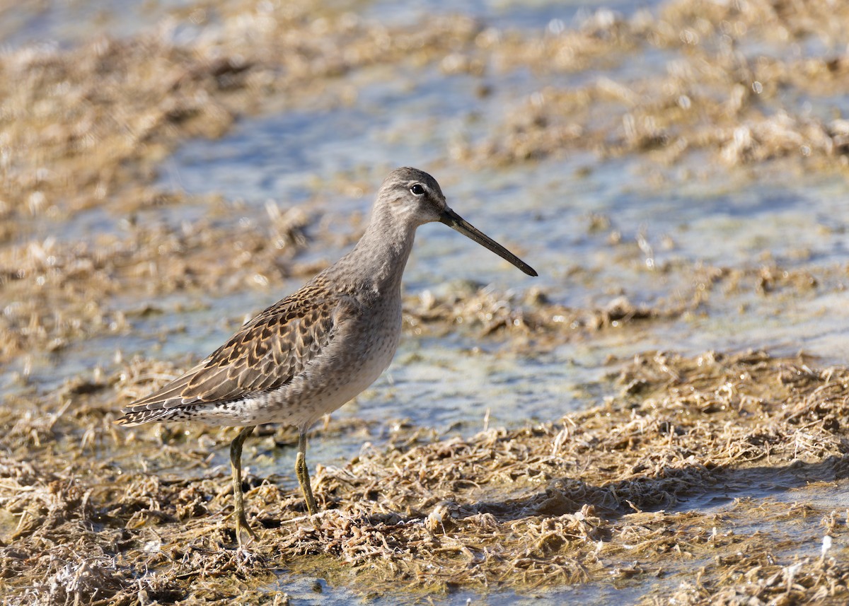 Long-billed Dowitcher - ML624576995