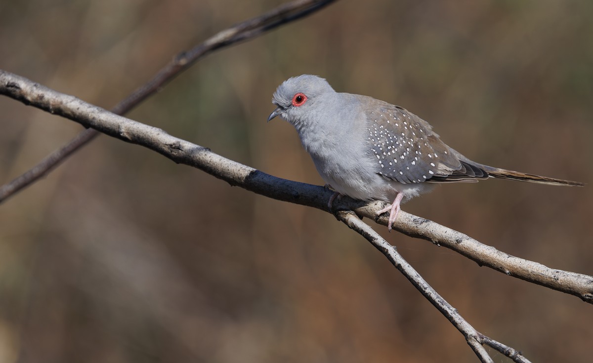 Diamond Dove - Jason Vassallo