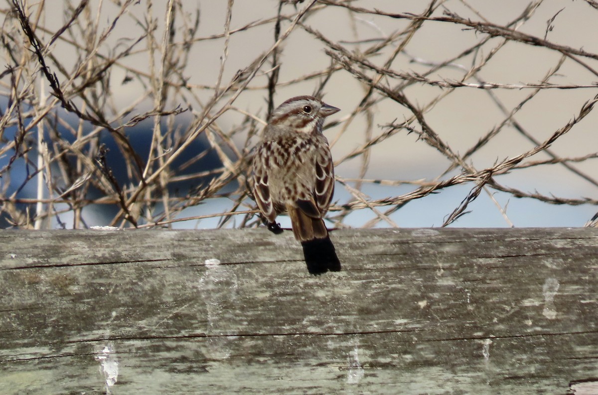 Song Sparrow - ML624576997