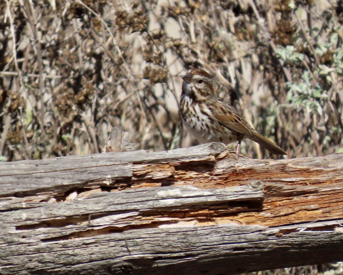 Song Sparrow - ML624576998