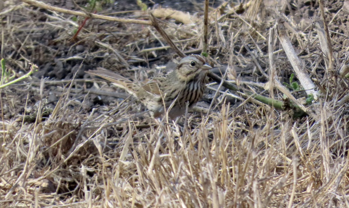 Lincoln's Sparrow - ML624577001