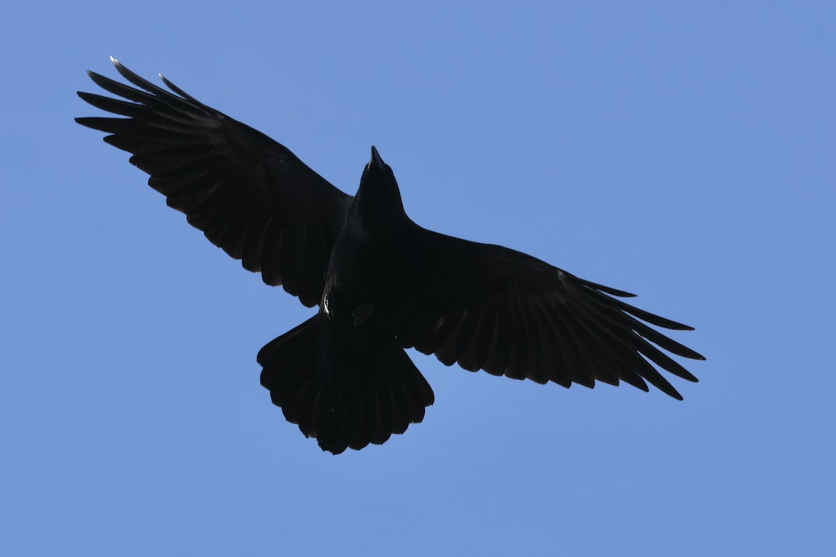 Common Raven - ML624577003