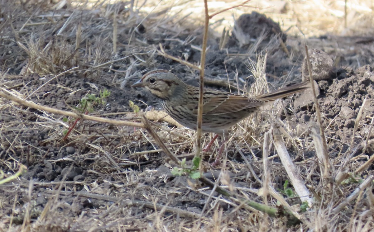 Lincoln's Sparrow - ML624577004