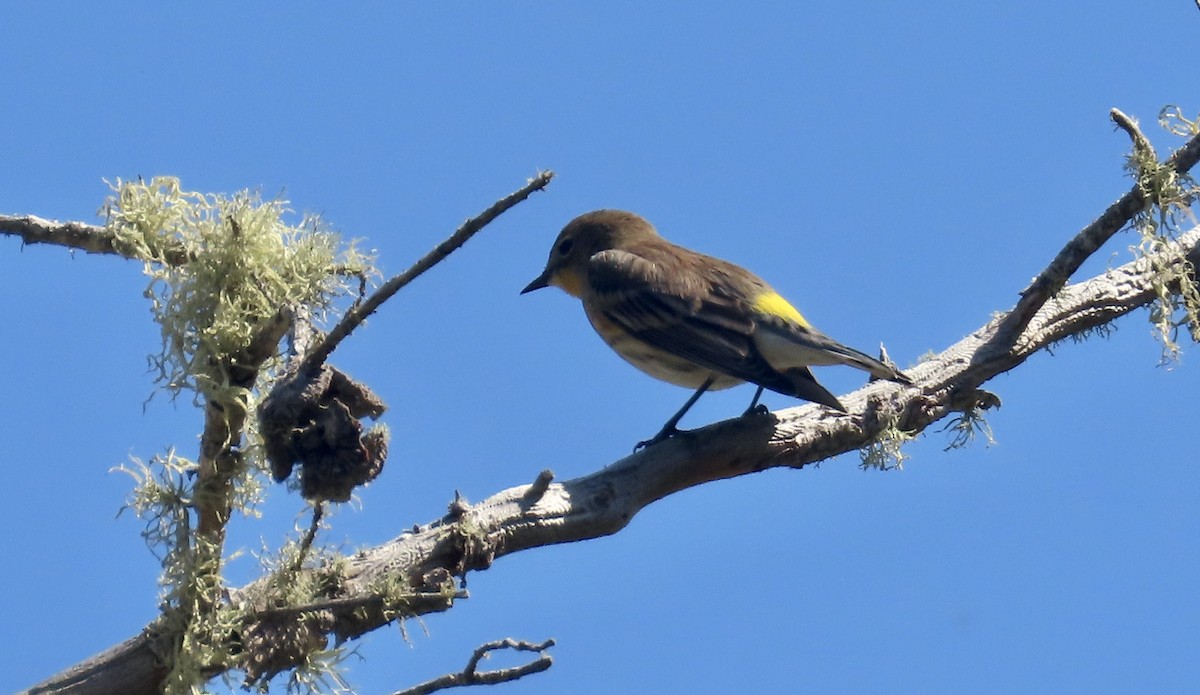 Yellow-rumped Warbler - ML624577005