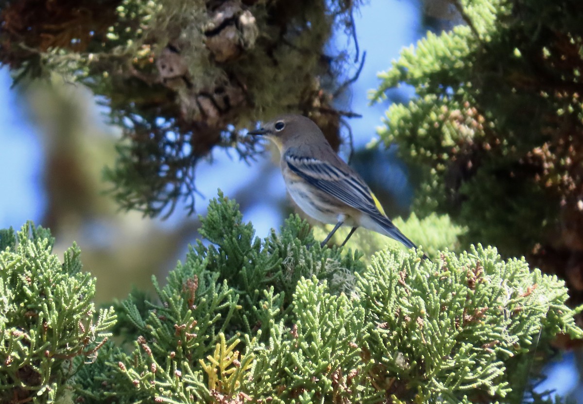 Yellow-rumped Warbler - ML624577006