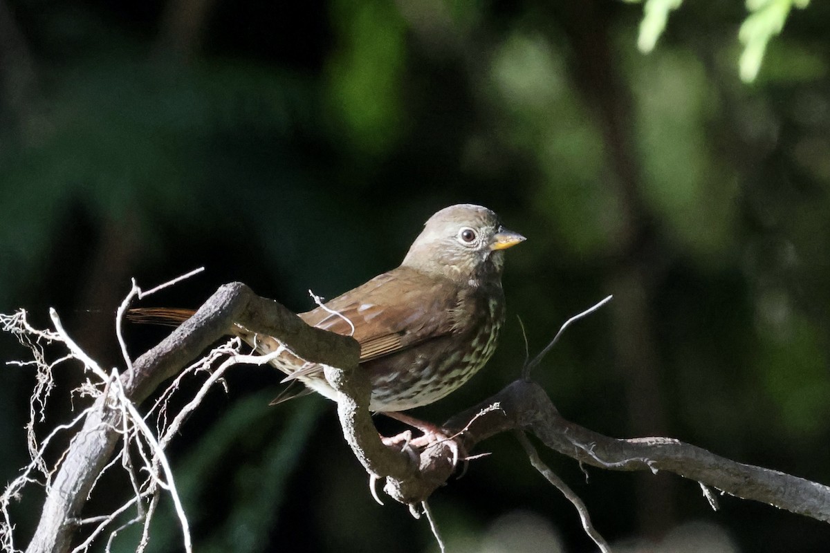 Fox Sparrow - ML624577008