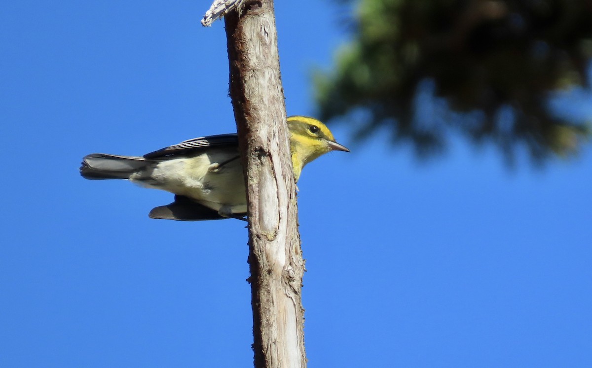 Townsend's Warbler - ML624577009