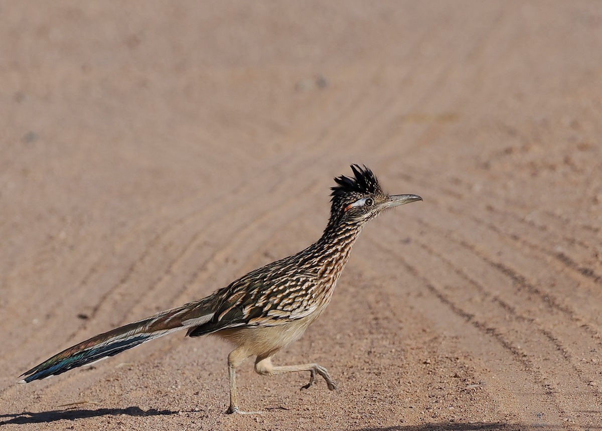 Greater Roadrunner - ML624577010