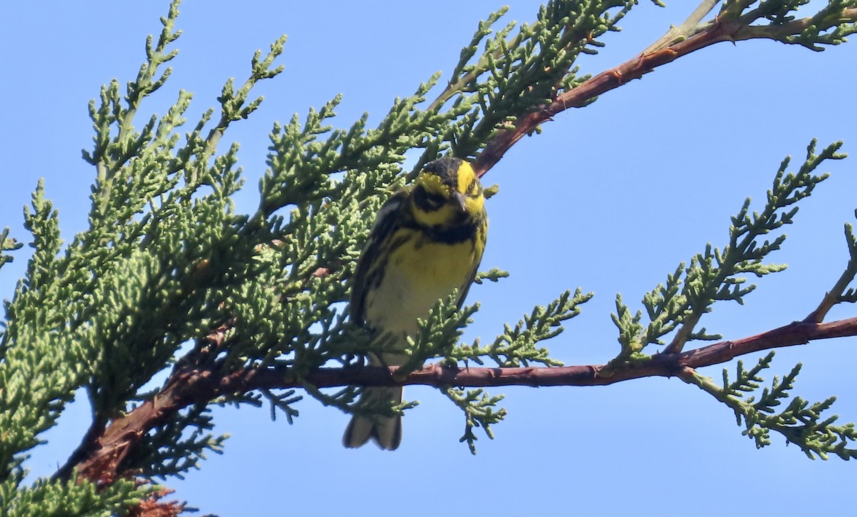 Townsend's Warbler - ML624577011