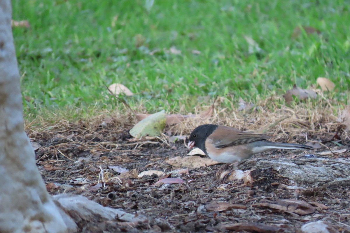 Dark-eyed Junco - ML624577013