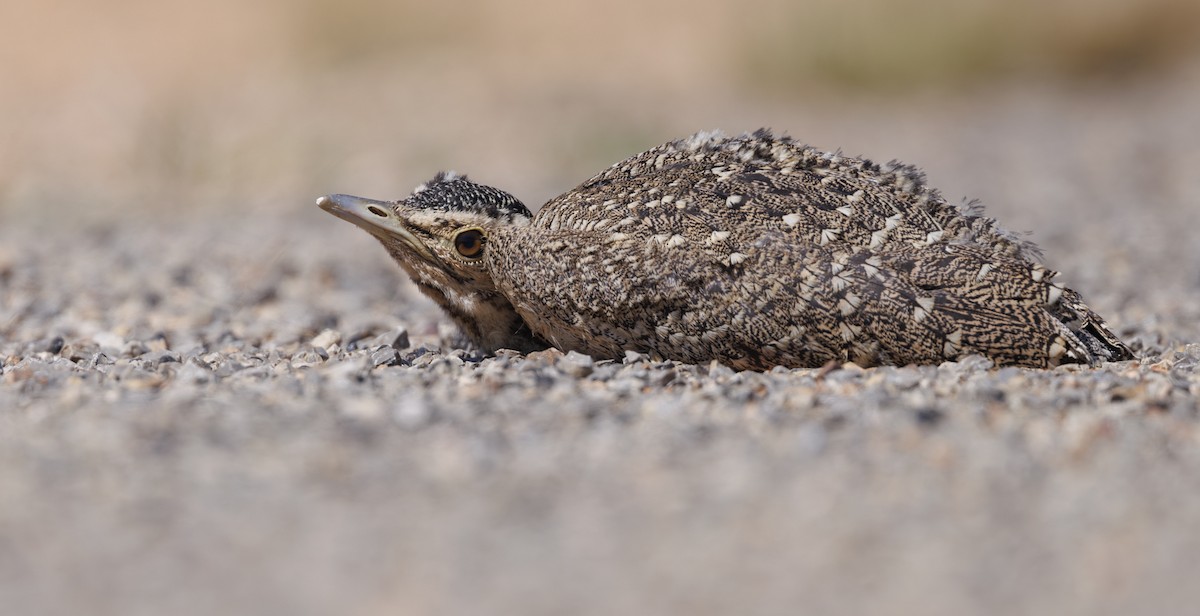 Australian Bustard - ML624577014