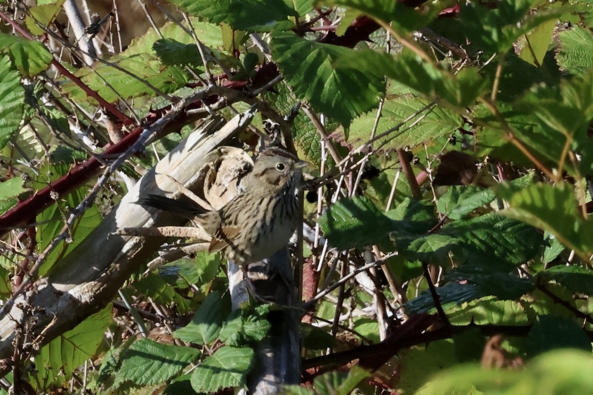 Lincoln's Sparrow - ML624577016