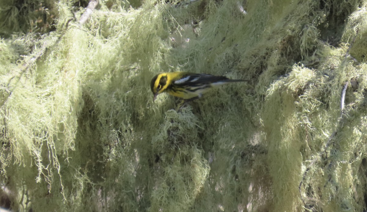 Townsend's Warbler - ML624577017