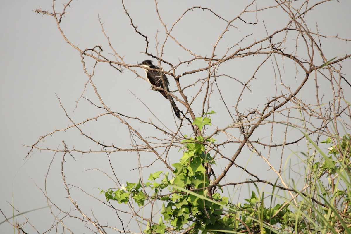 Pied Cuckoo - Rajender Kumar