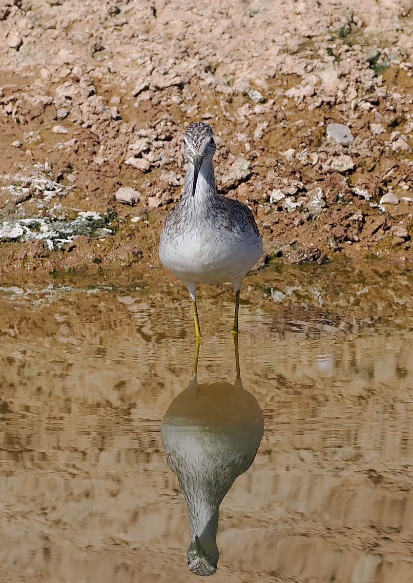 Greater Yellowlegs - Henry Detwiler