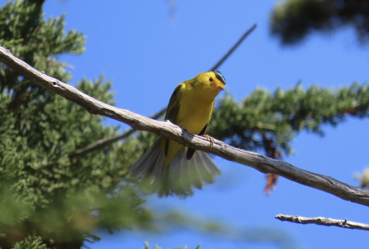 Wilson's Warbler - ML624577028