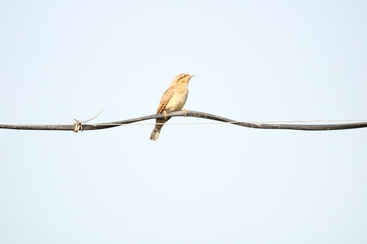 Eurasian Wryneck - Rajender Kumar