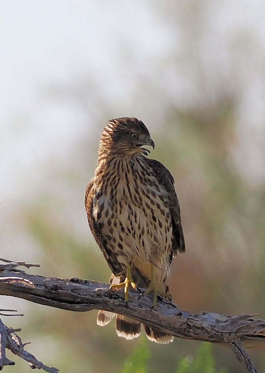 Cooper's Hawk - ML624577030