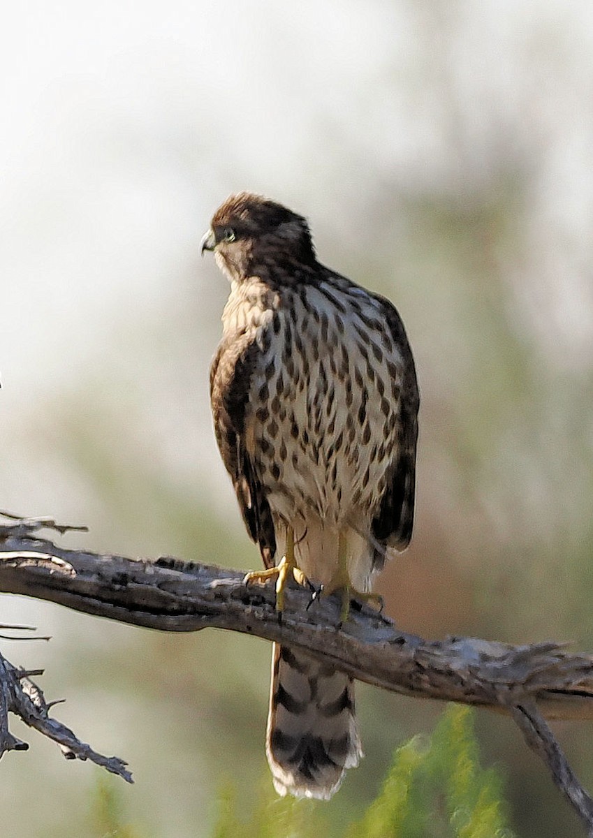 Cooper's Hawk - ML624577031