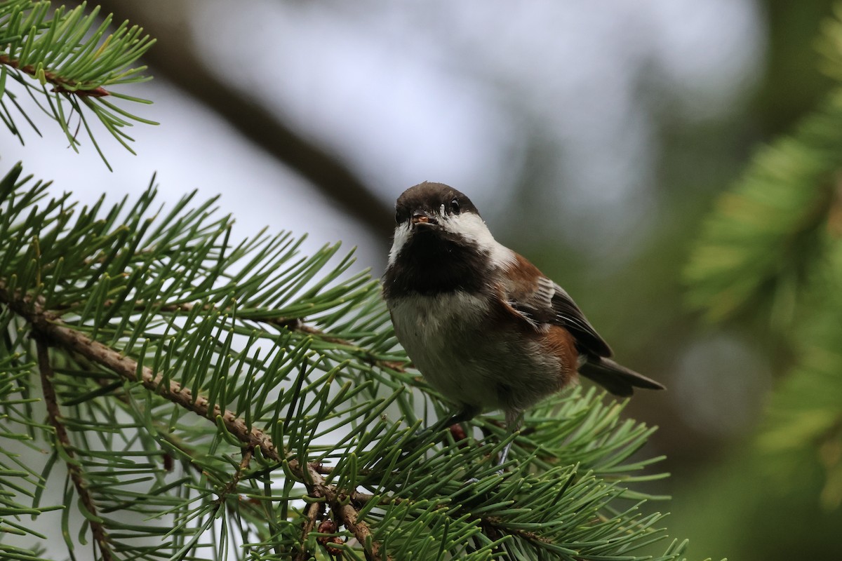 Chestnut-backed Chickadee - ML624577033