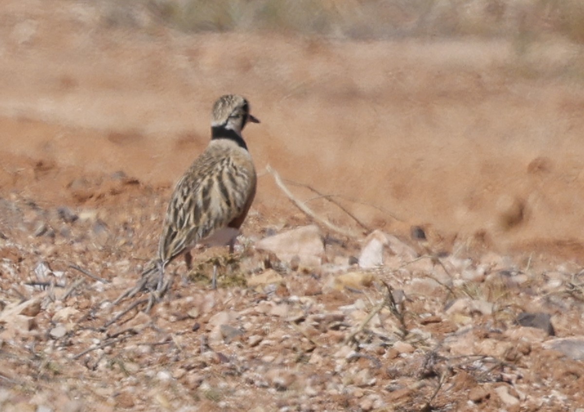 Inland Dotterel - ML624577034