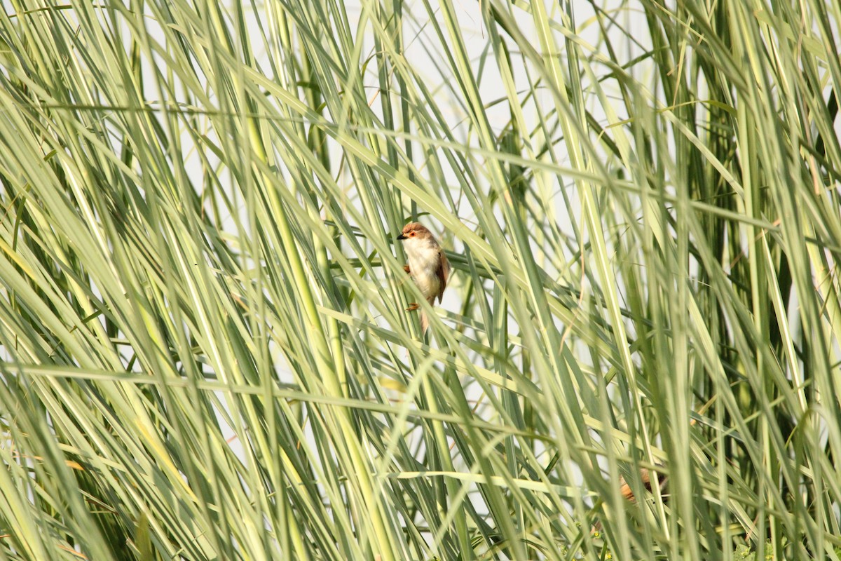 Yellow-eyed Babbler - ML624577035