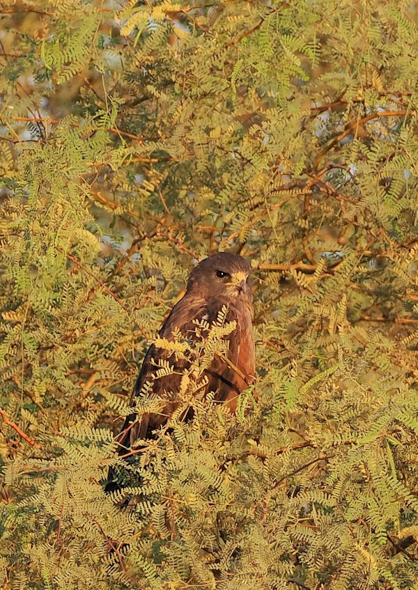 Swainson's Hawk - ML624577036