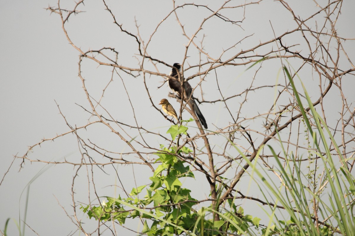 Baya Weaver - ML624577038