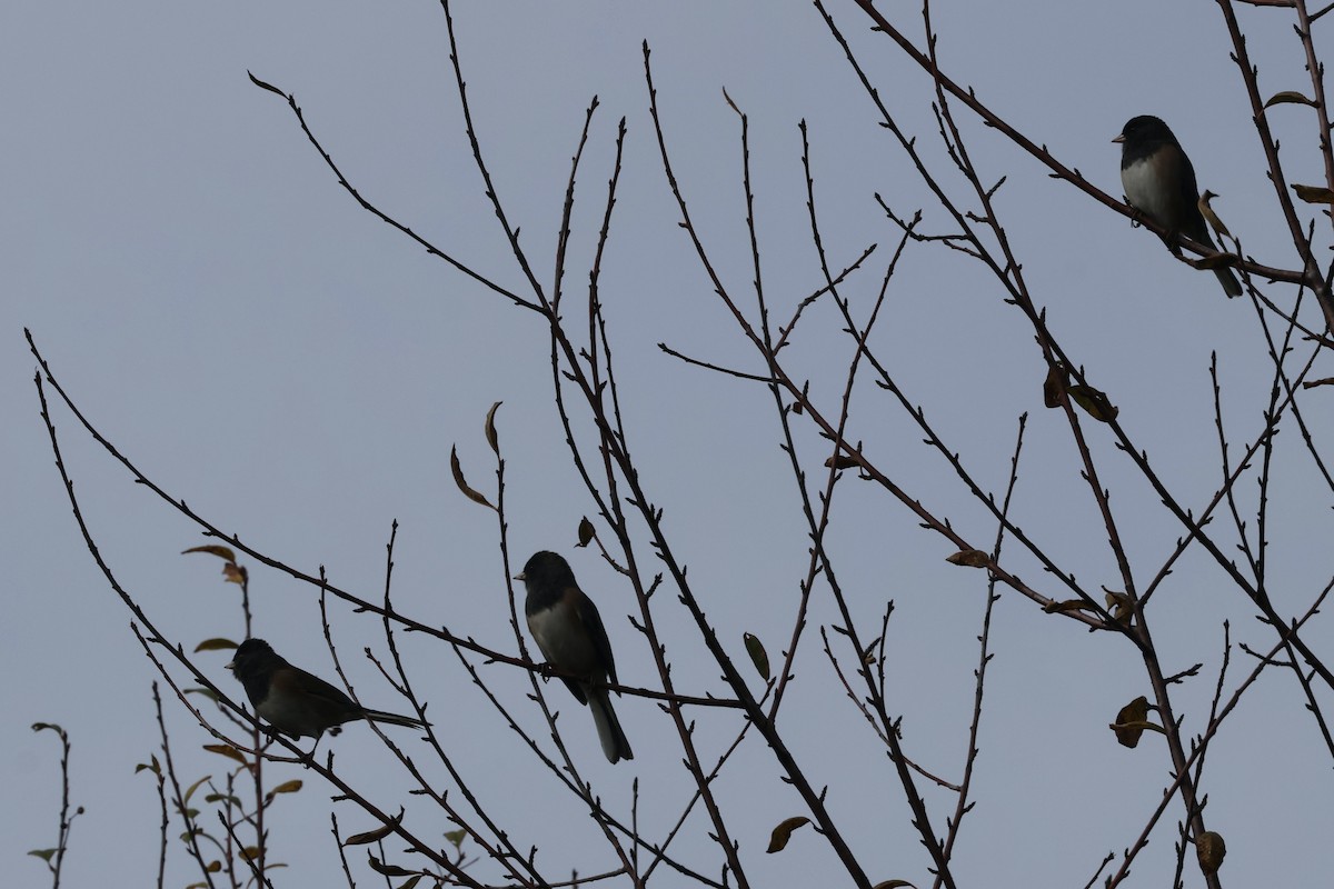 Dark-eyed Junco - ML624577039