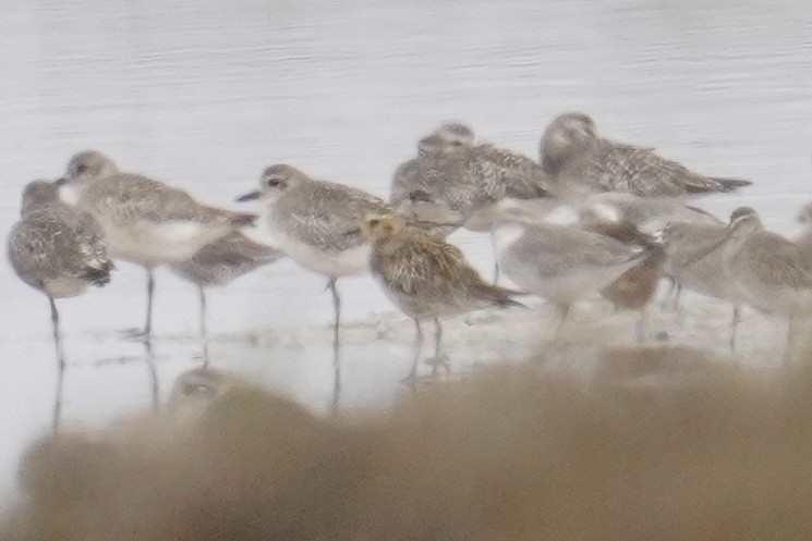 Pacific Golden-Plover - ML624577040