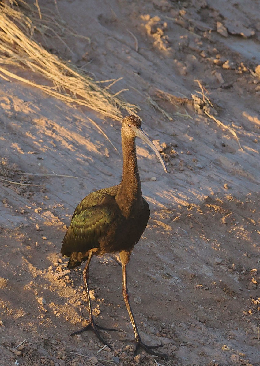 White-faced Ibis - Henry Detwiler