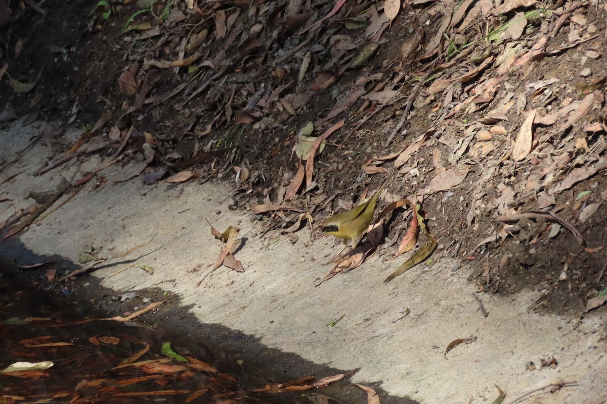 Common Yellowthroat - ML624577042