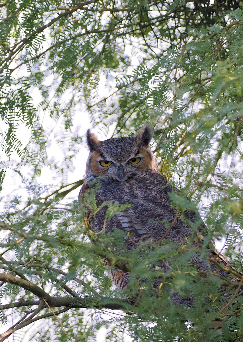 Great Horned Owl - ML624577043