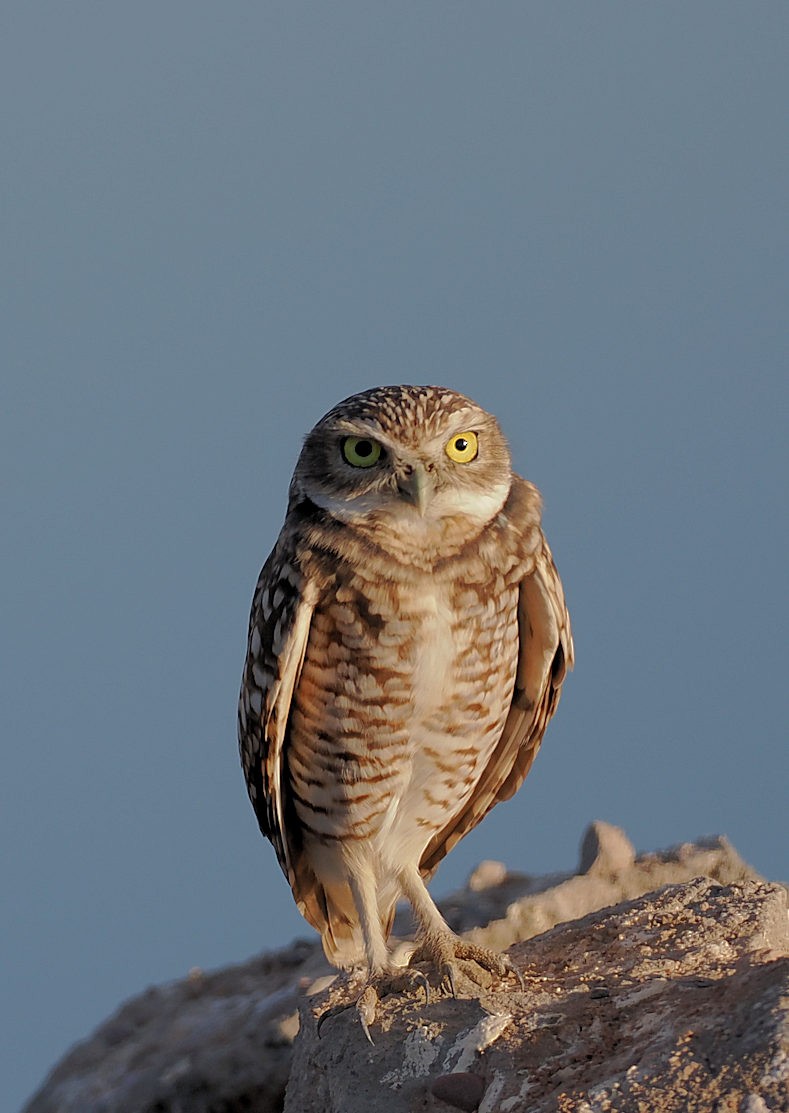 Burrowing Owl - ML624577047