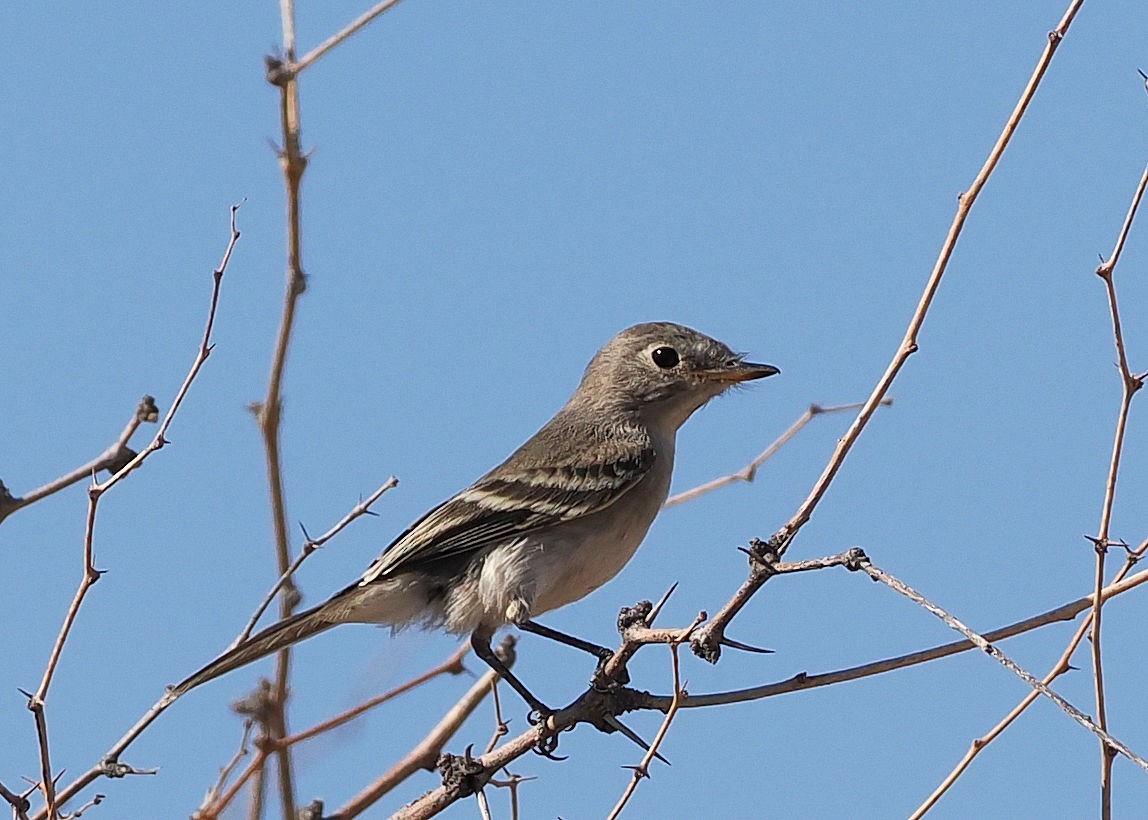 Gray Flycatcher - ML624577051