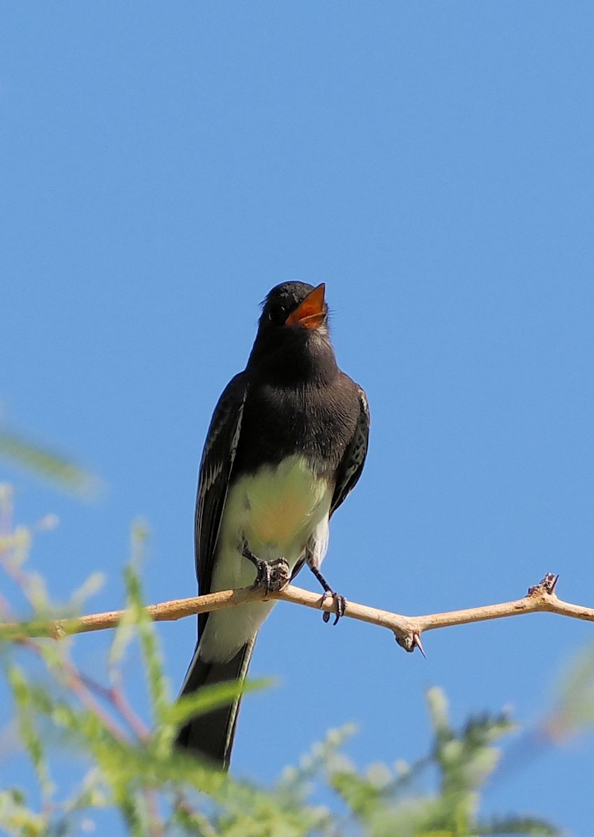 Black Phoebe - ML624577052