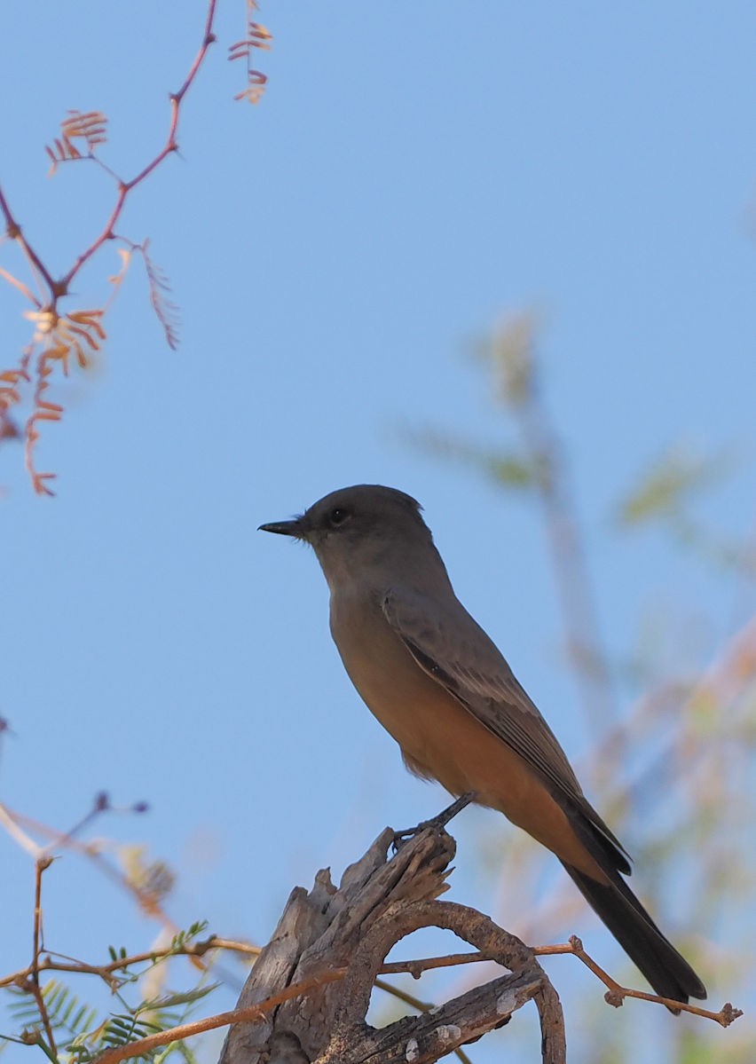 Say's Phoebe - ML624577054