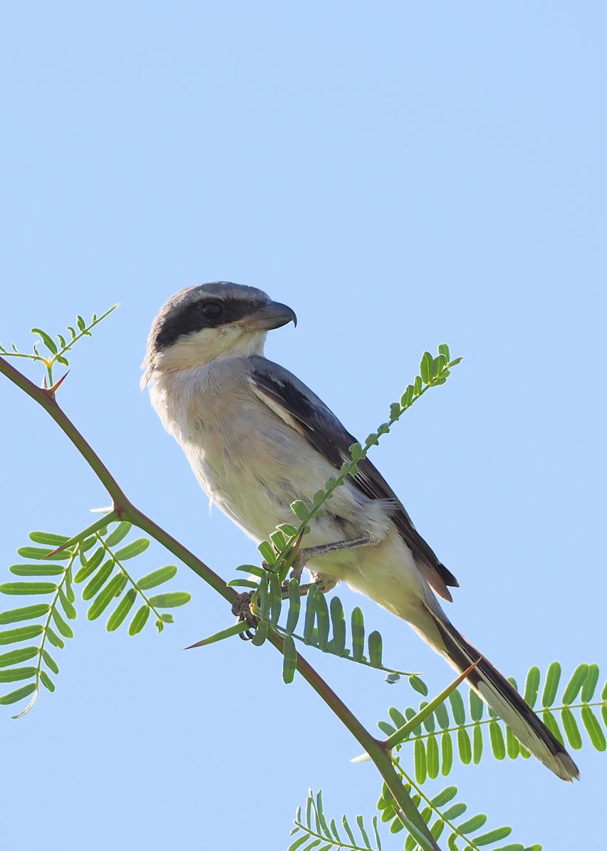 Loggerhead Shrike - ML624577058