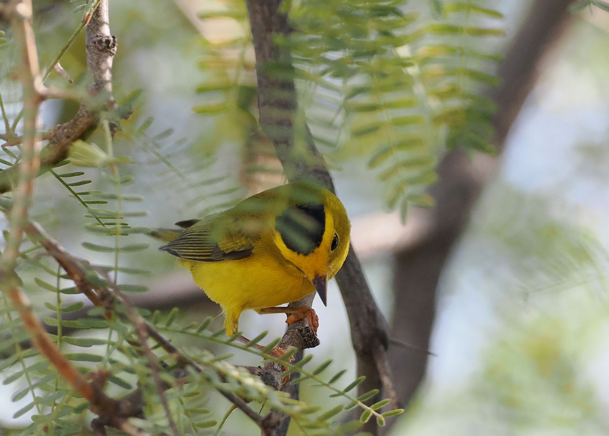 Wilson's Warbler - ML624577101